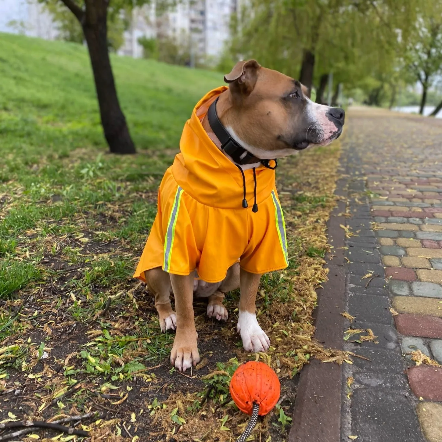 Rain Poncho for Dogs